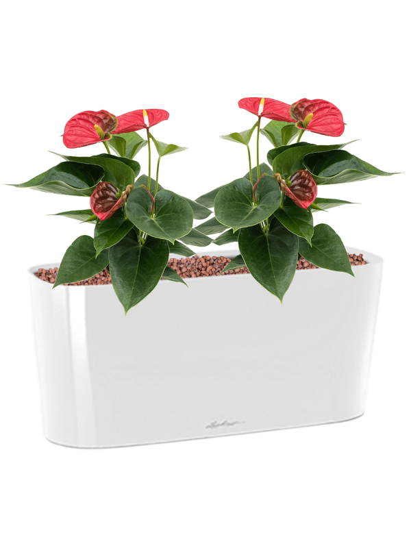 Anthurium andraeanum 'Sierra' en Lechuza Delta 20
