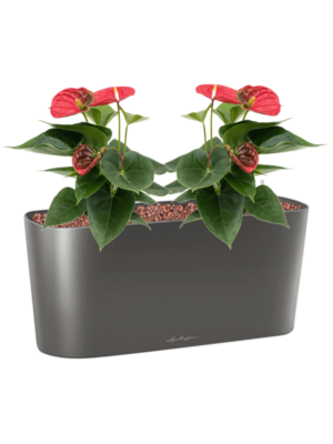 Anthurium andraeanum 'Sierra' en Lechuza Delta 20