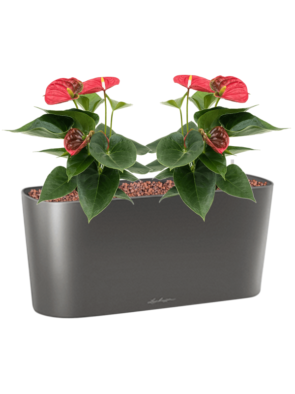 Anthurium andraeanum 'Sierra' en Lechuza Delta 20