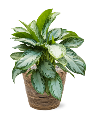 Aglaonema 'Silver Bay' en Drypot Rattan Stripe