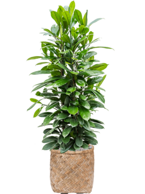 Ficus cyathistipula en Bohemian