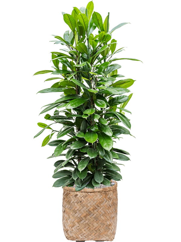Ficus cyathistipula en Bohemian, Pottery Pots