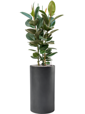 Ficus elastica 'Robusta' en Baq Basic