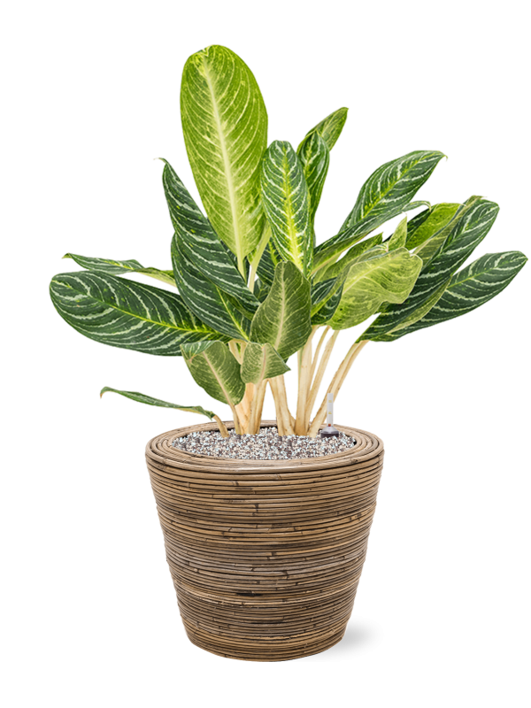 Aglaonema 'Key Lime' en Drypot Rattan Stripe, van der Leeden