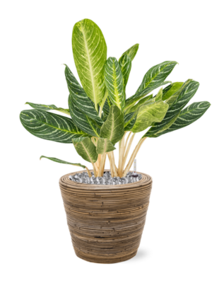 Aglaonema 'Key Lime' en Drypot Rattan Stripe