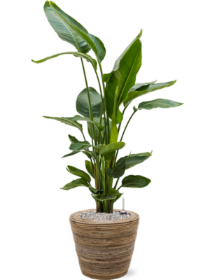 Strelitzia nicolai en Drypot Rattan Stripe