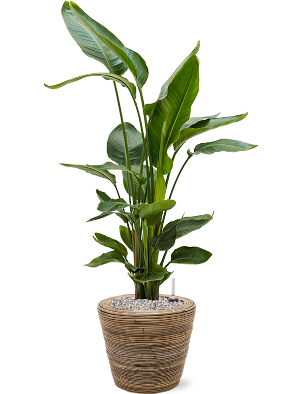 Strelitzia nicolai en Drypot Rattan Stripe, van der Leeden