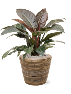 Philodendron `Imperial Red' en Drypot Rattan Stripe