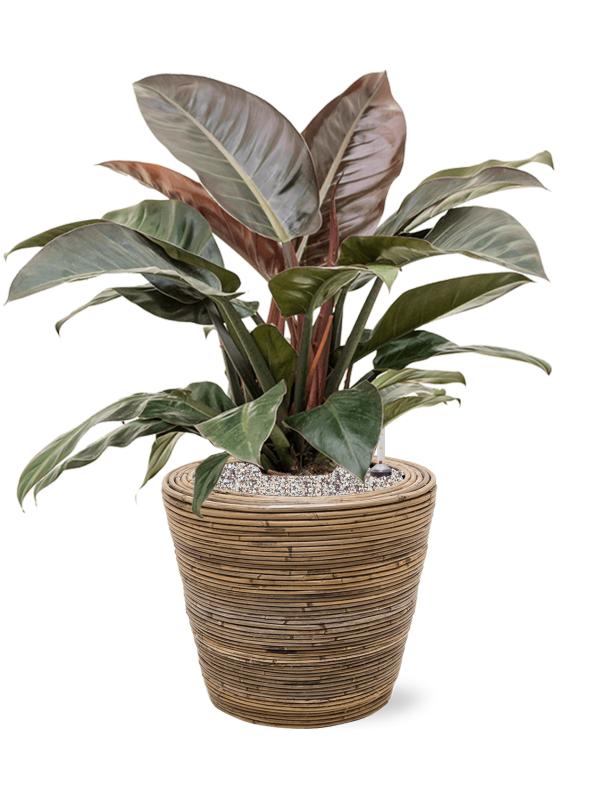 Philodendron `Imperial Red' en Drypot Rattan Stripe, van der Leeden