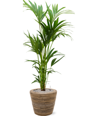 Kentia (Howea) forsteriana en Drypot Rattan Stripe