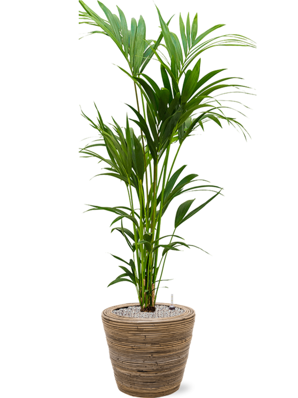 Kentia (Howea) forsteriana en Drypot Rattan Stripe, van der Leeden