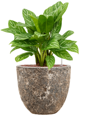 Aglaonema 'Stripes' en Baq Lava