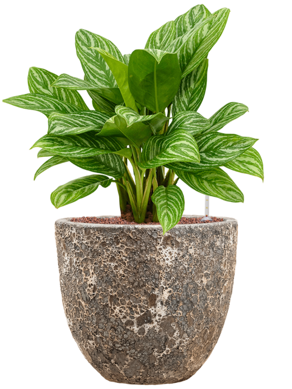 Aglaonema 'Stripes' en Baq Lava