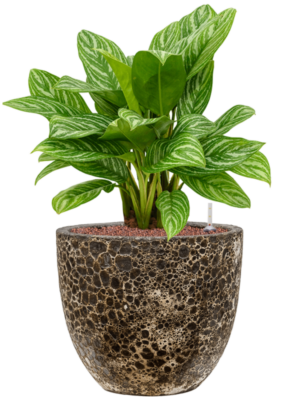 Aglaonema 'Stripes' en Baq Lava