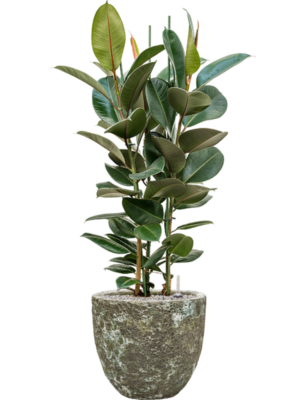 Ficus elastica 'Robusta' en Baq Lava