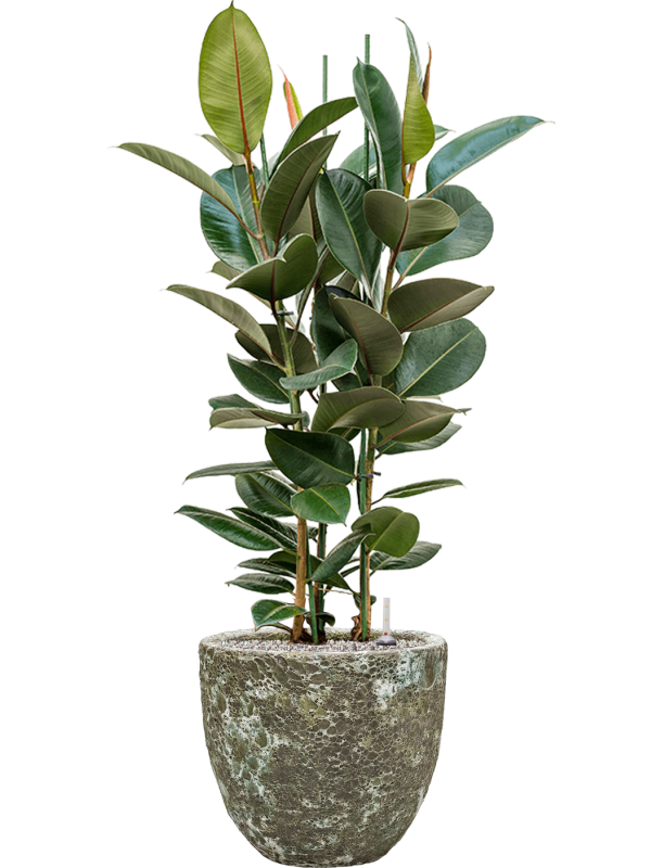 Ficus elastica 'Robusta' en Baq Lava