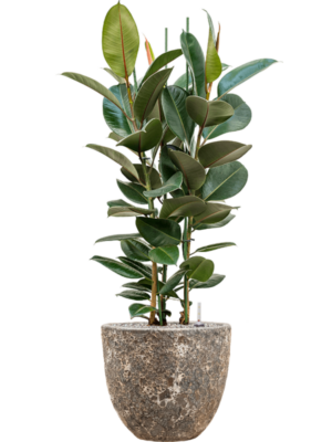 Ficus elastica 'Robusta' en Baq Lava