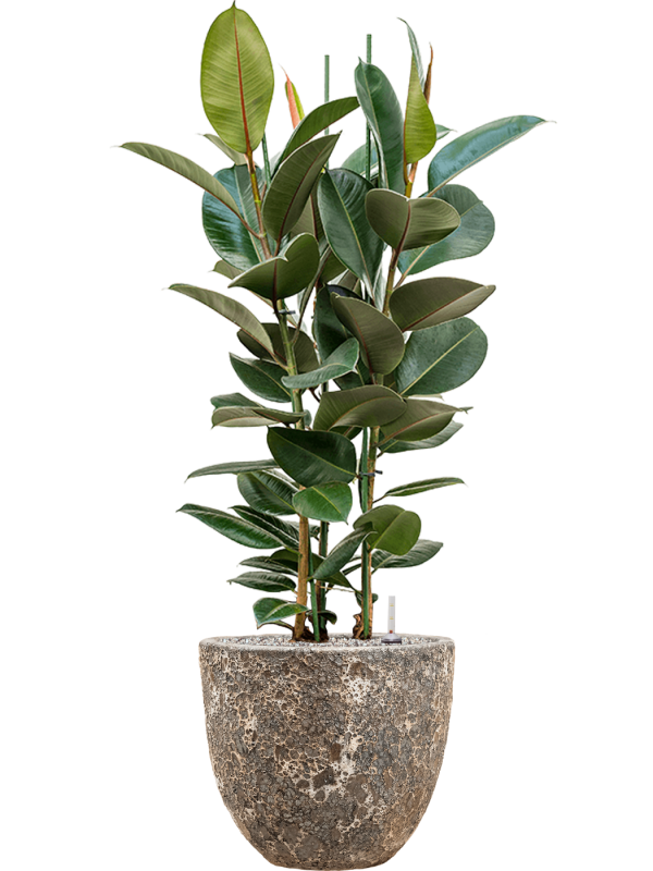 Ficus elastica 'Robusta' en Baq Lava