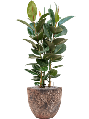 Ficus elastica 'Robusta' en Baq Lava