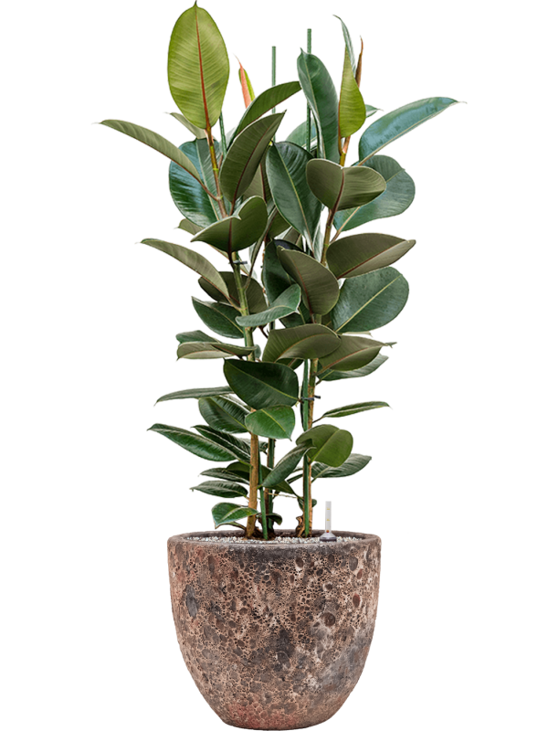 Ficus elastica 'Robusta' en Baq Lava