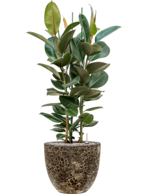 Ficus elastica 'Robusta' en Baq Lava