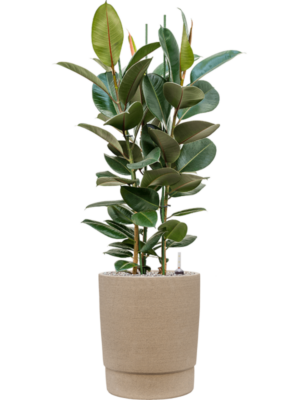 Ficus elastica 'Robusta' en Chao