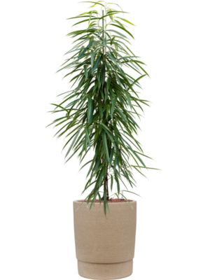 Ficus binnendijkii 'Alii' en Chao