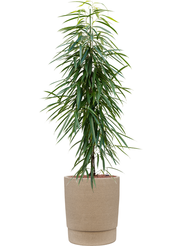 Ficus binnendijkii 'Alii' en Chao, 1240C