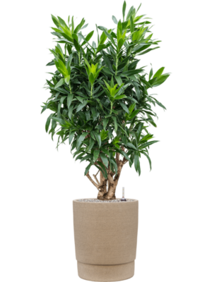 Pleomele (Dracaena) reflexa en Chao
