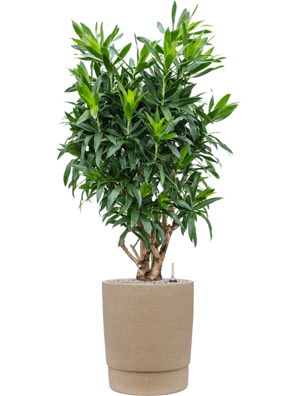 Pleomele (Dracaena) reflexa en Chao, 1240C