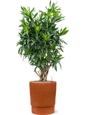 Pleomele (Dracaena) reflexa en Chao