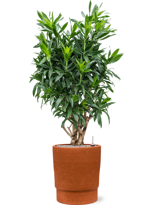 Pleomele (Dracaena) reflexa en Chao, 1240C