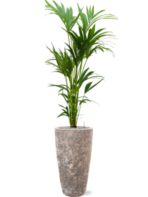 Kentia (Howea) forsteriana en Baq Lava