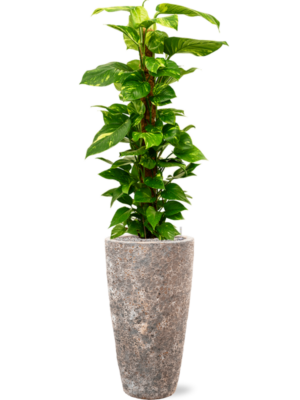 Scindapsus (Epipremnum) 'Aureum' en Baq Lava