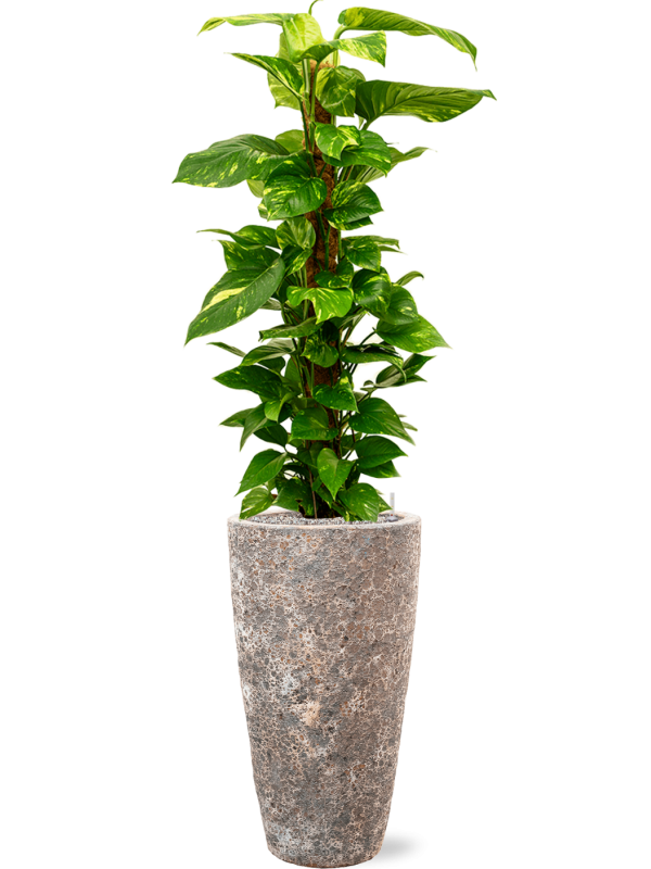 Scindapsus (Epipremnum) 'Aureum' en Baq Lava