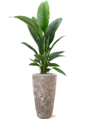 Spathiphyllum 'Sensation' en Baq Lava
