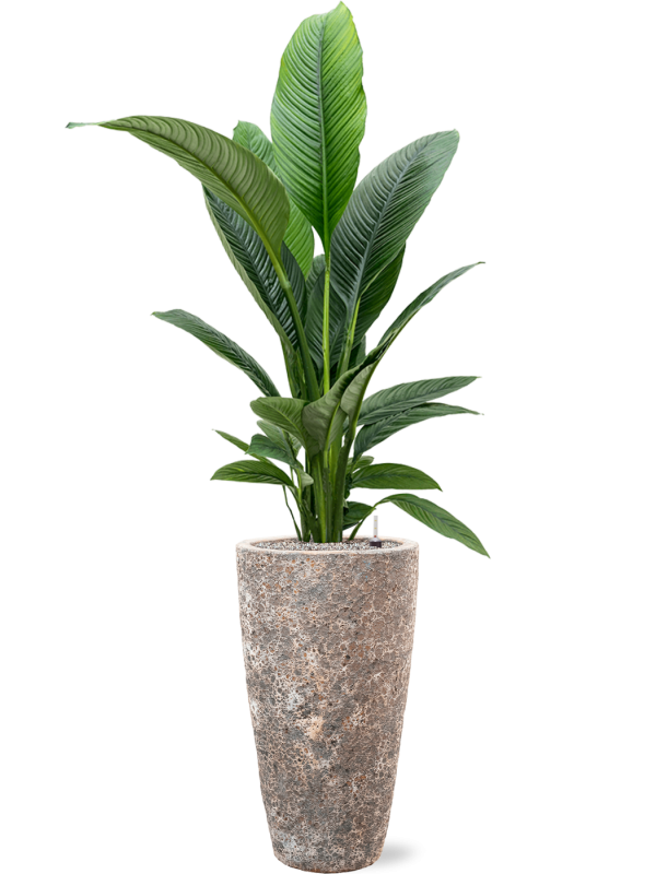 Spathiphyllum 'Sensation' en Baq Lava
