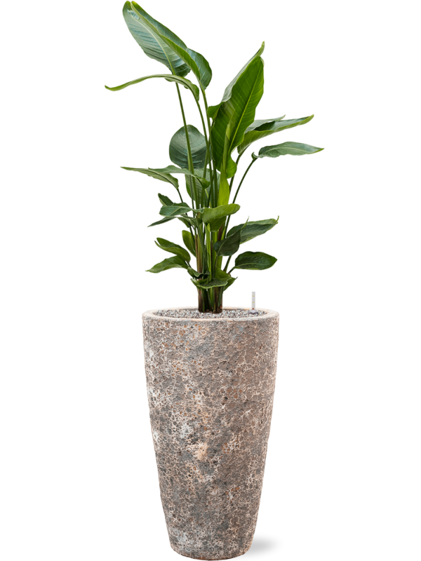 Strelitzia nicolai en Baq Lava