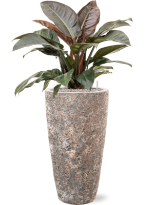 Philodendron `Imperial Red' en Baq Lava