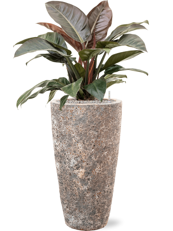 Philodendron `Imperial Red' en Baq Lava