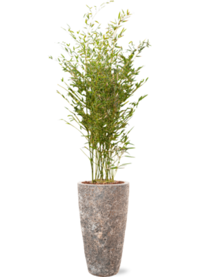 Phyllostachys bissetii en Baq Lava