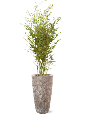 Phyllostachys bissetii en Baq Lava