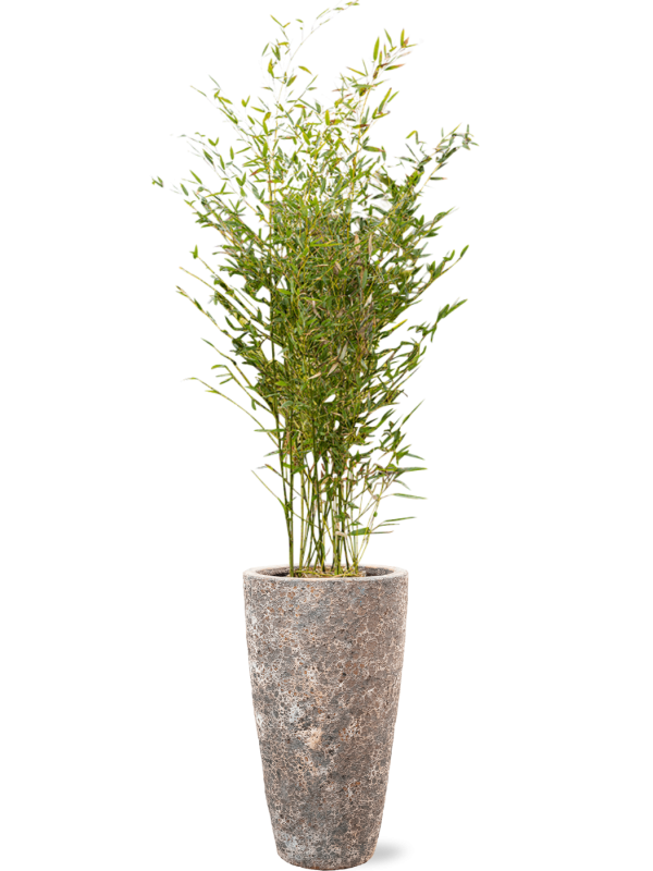 Phyllostachys bissetii en Baq Lava