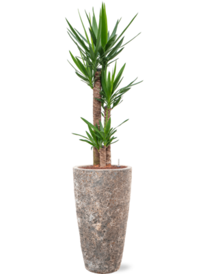 Yucca elephantipes en Baq Lava