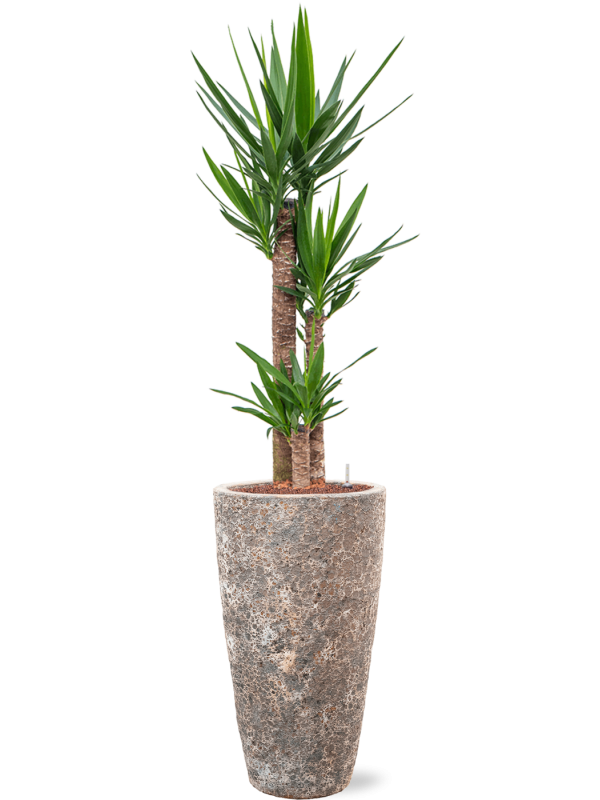 Yucca elephantipes en Baq Lava