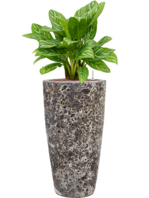 Aglaonema 'Stripes' en Baq Lava