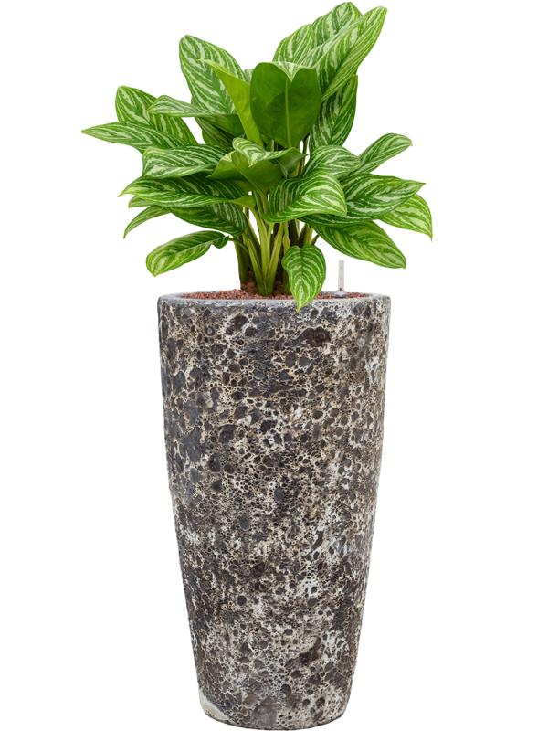 Aglaonema 'Stripes' en Baq Lava