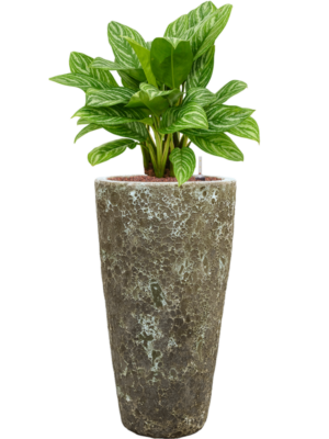Aglaonema 'Stripes' en Baq Lava