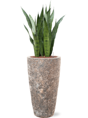 Sansevieria zeylanica en Baq Lava