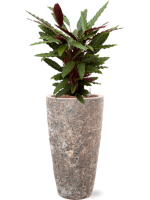 Calathea rufibarba 'Wavestar' en Baq Lava